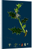 Ilex Aquifolium; Common Holly by Anonymous