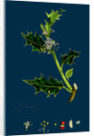 Ilex Aquifolium; Common Holly by Anonymous