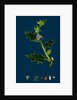 Ilex Aquifolium; Common Holly by Anonymous