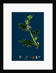 Ilex Aquifolium; Common Holly by Anonymous