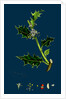 Ilex Aquifolium; Common Holly by Anonymous