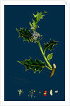Ilex Aquifolium; Common Holly by Anonymous