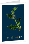 Ilex Aquifolium; Common Holly by Anonymous