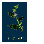 Ilex Aquifolium; Common Holly by Anonymous