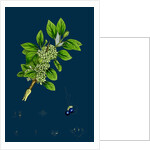 Rhamnus Catharticus; Purging Buckthorn by Anonymous