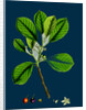 Rhamnus Frangula; Berry-Bearing Alder by Anonymous