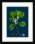 Rhamnus Frangula; Berry-Bearing Alder by Anonymous