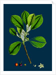 Rhamnus Frangula; Berry-Bearing Alder by Anonymous