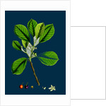 Rhamnus Frangula; Berry-Bearing Alder by Anonymous