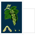 Acer Pseudo-Platanus; Sycamore by Anonymous