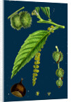 Castanea Vulgaris; Sweet Chestnut by Anonymous
