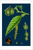 Castanea Vulgaris; Sweet Chestnut by Anonymous