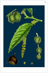 Castanea Vulgaris; Sweet Chestnut by Anonymous