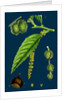 Castanea Vulgaris; Sweet Chestnut by Anonymous