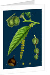 Castanea Vulgaris; Sweet Chestnut by Anonymous