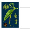 Castanea Vulgaris; Sweet Chestnut by Anonymous