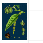 Castanea Vulgaris; Sweet Chestnut by Anonymous