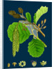 Alnus Glutinosa; Common Alder by Anonymous