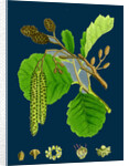 Alnus Glutinosa; Common Alder by Anonymous