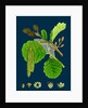 Alnus Glutinosa; Common Alder by Anonymous