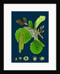 Alnus Glutinosa; Common Alder by Anonymous