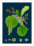 Alnus Glutinosa; Common Alder by Anonymous