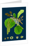 Alnus Glutinosa; Common Alder by Anonymous
