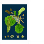 Alnus Glutinosa; Common Alder by Anonymous