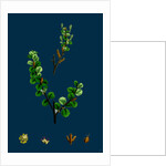 Betula Nana; Dwarf Birch by Anonymous