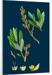 Myrica Gale; Bog-Myrtle by Anonymous