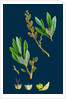 Myrica Gale; Bog-Myrtle by Anonymous