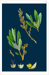 Myrica Gale; Bog-Myrtle by Anonymous