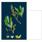 Myrica Gale; Bog-Myrtle by Anonymous