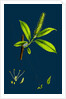 Salix Cuspidata, Mas; Pointed-Leaved Willow, Male by Anonymous