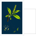 Salix Cuspidata, Mas; Pointed-Leaved Willow, Male by Anonymous