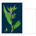 Salix Viridis; Bedford Willow by Anonymous