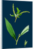 Salix Alba, Var. Coerulea; Blue Willow by Anonymous