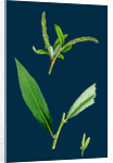 Salix Alba, Var. Coerulea; Blue Willow by Anonymous