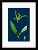 Salix Alba, Var. Coerulea; Blue Willow by Anonymous