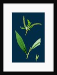 Salix Alba, Var. Coerulea; Blue Willow by Anonymous