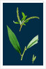 Salix Alba, Var. Coerulea; Blue Willow by Anonymous