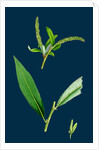 Salix Alba, Var. Coerulea; Blue Willow by Anonymous