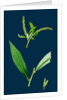 Salix Alba, Var. Coerulea; Blue Willow by Anonymous