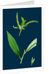 Salix Alba, Var. Coerulea; Blue Willow by Anonymous