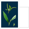 Salix Alba, Var. Coerulea; Blue Willow by Anonymous