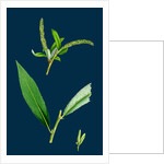 Salix Alba, Var. Coerulea; Blue Willow by Anonymous