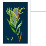 Salix Alba, Var. Vitellina; Golden Willow by Anonymous