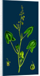 Rumex Scutatus; French Sorrel by Anonymous