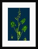 Rumex Scutatus; French Sorrel by Anonymous