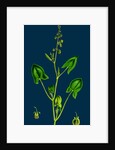 Rumex Scutatus; French Sorrel by Anonymous